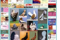 Η 6η Πανελλήνια Έκθεση Σπανίων Πτηνών στην Ορεστιάδα