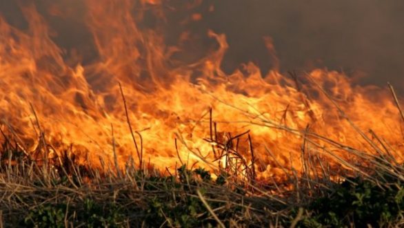 Π.Ε. Έβρου: Ενημέρωση αγροτών και κτηνοτρόφων για δήλωση ζημιών από τις πυρκαγιές