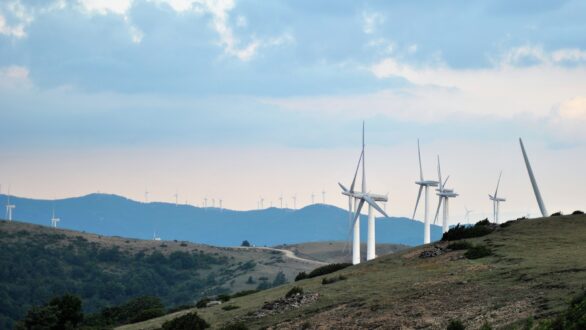 Ακόμα χωρίς μέτρα προστασίας, τα καμένα οικοσυστήματα στον Έβρο!