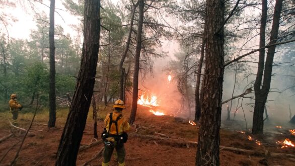WWF Ελλάς: Τί μας δείχνει ο Έβρος για τις δασικές πυρκαγιές