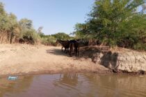 Νεκρά άλογα, νεκρά ψάρια, χωρίς νερό καλλιέργειες: SOS για την λειψυδρία εκπέμπει ο νότιος Έβρος